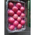 high quality fresh apple fruit for sale